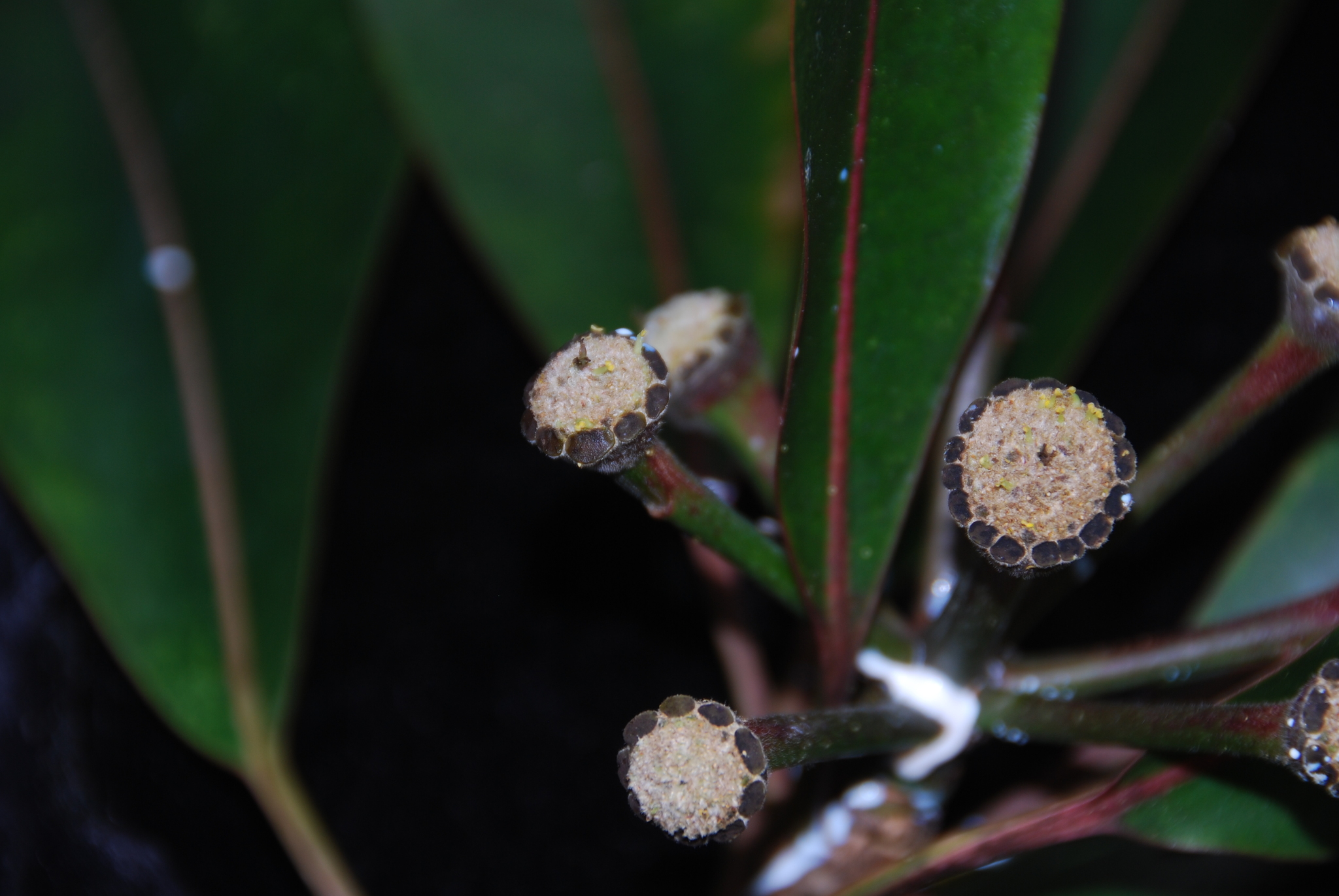 Euphorbia haeleeleana