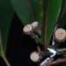 Euphorbia haeleeleana - Photo (c) Kenneth R. Wood (NTBG), vissa rättigheter förbehållna (CC BY-NC), uppladdad av Kenneth R. Wood (NTBG)