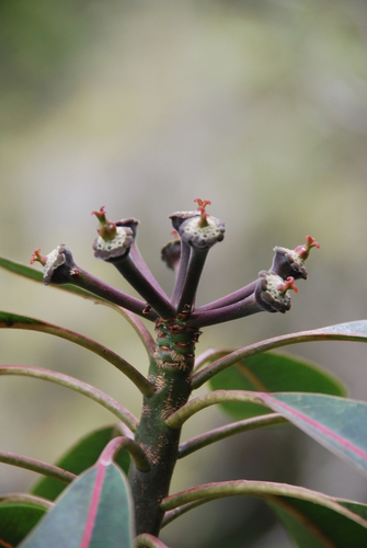 Euphorbia haeleeleana