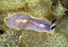 Prostheceraeus moseleyi