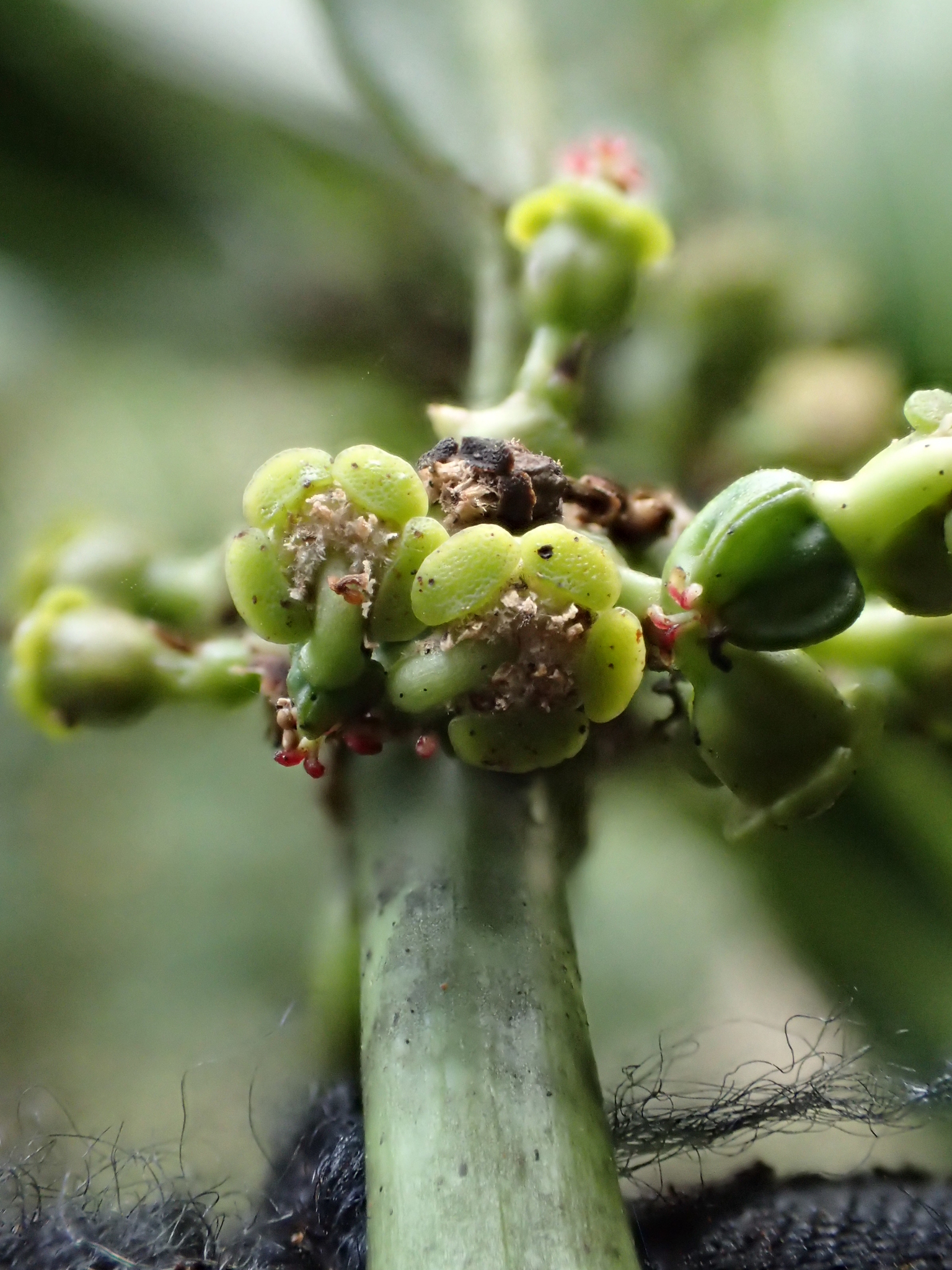 Euphorbia halemanui