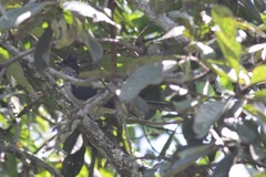 Clamator levaillantii