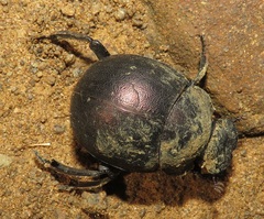 Chalconotus convexus