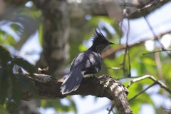 Clamator levaillantii