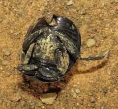 Chalconotus convexus