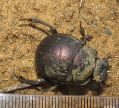 Chalconotus convexus