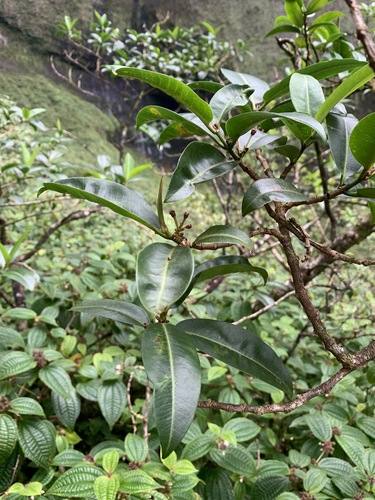 Euphorbia remyi var. kauaiensis