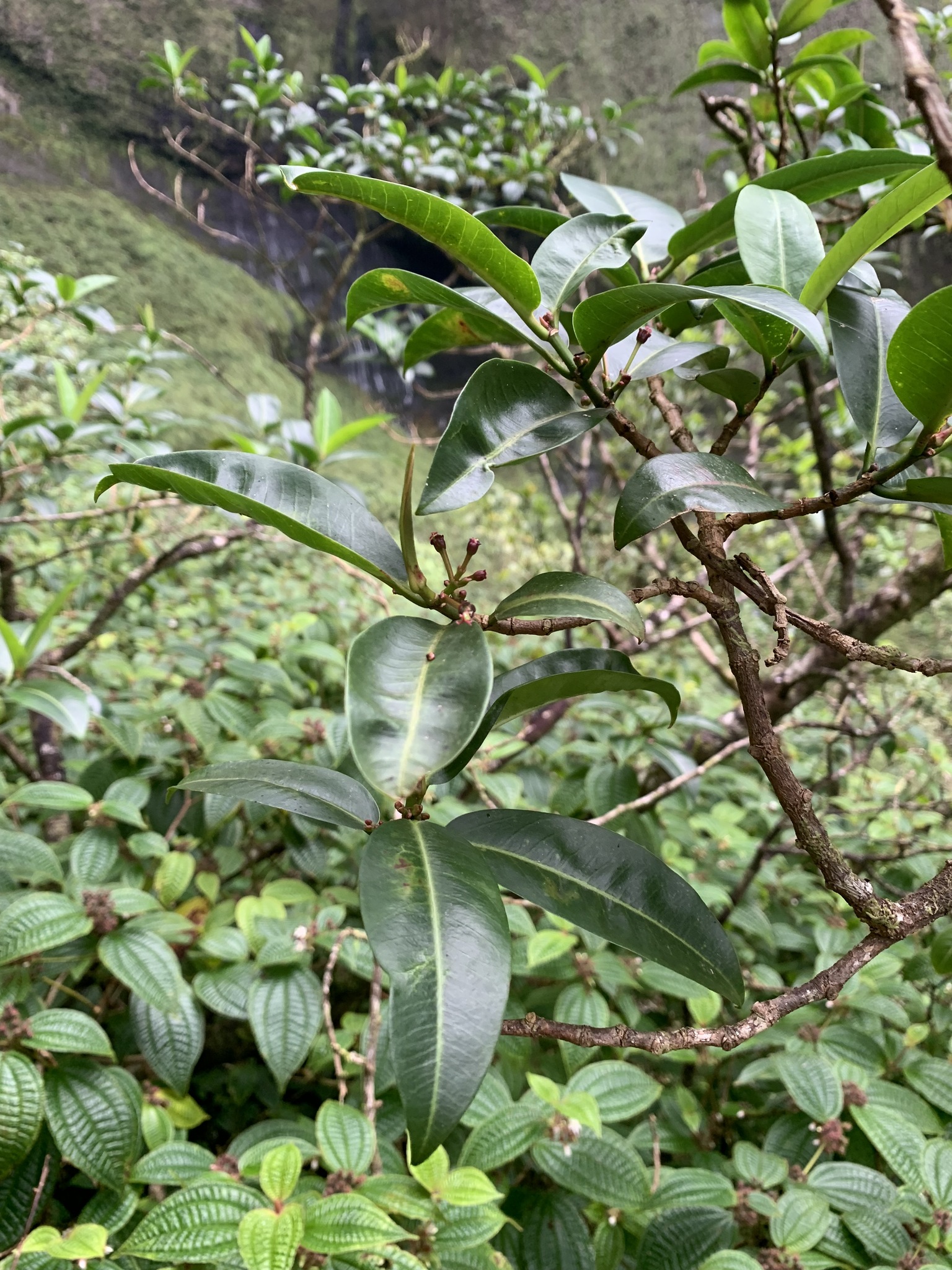 Euphorbia remyi var. kauaiensis
