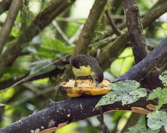 Ramphocelus flammigerus icteronotus