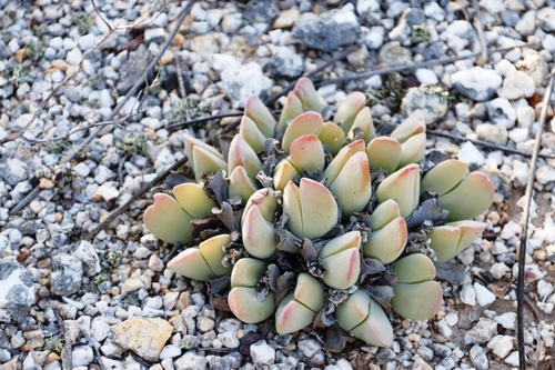 Gibbaeum hartmannianum