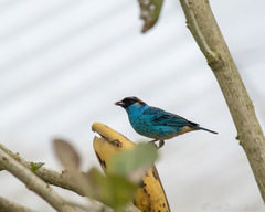 Chalcothraupis ruficervix