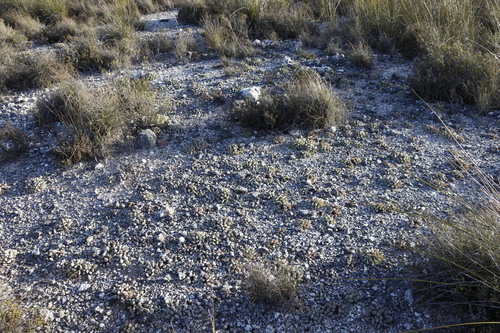 Image of Gibbaeum hartmannianum by (c) Tony Rebelo, some rights reserved (CC BY-SA)