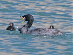 Horned Coot photo 4