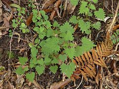 Urtica sykesii