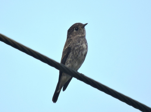 Dark-sided Flycatcher