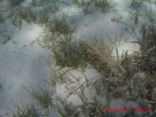 Pinna nobilis