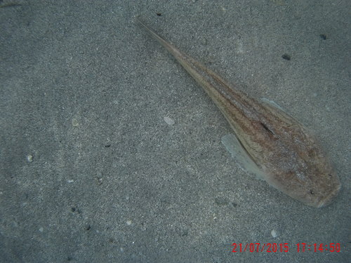 Uranoscopus scaber