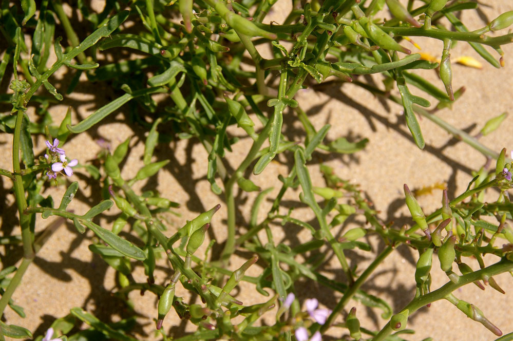 Cakile edentula × maritima