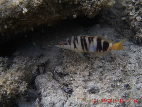 Serranus scriba