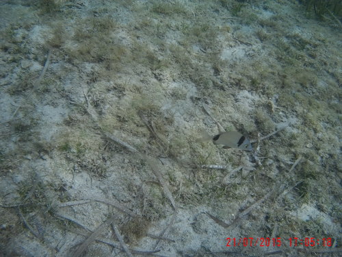 Diplodus vulgaris