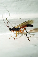 Rogadinae