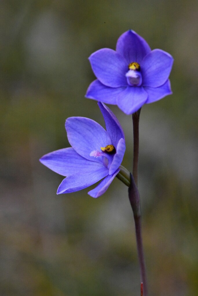Wallum sun orchid