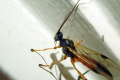 Rogadinae
