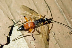 Rogadinae