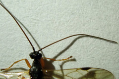Rogadinae