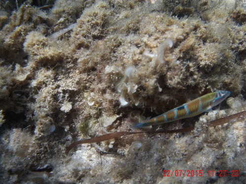 Thalassoma pavo
