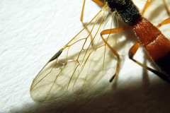 Rogadinae