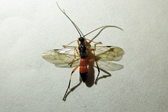 Rogadinae