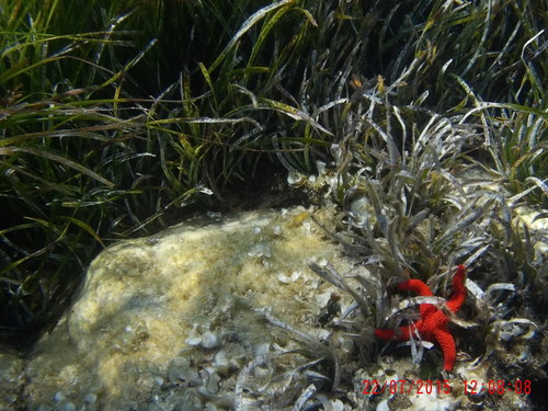 Echinaster sepositus