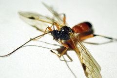 Rogadinae