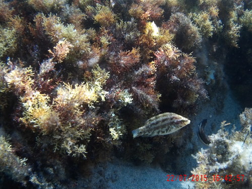 Symphodus roissali