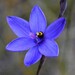 Thelymitra purpurata - Photo (c) Nicholas de Jong, algunos derechos reservados (CC BY-NC), subido por Nicholas de Jong