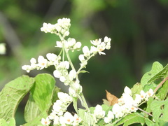 Antigonon flavescens