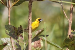 Pachyphantes superciliosus