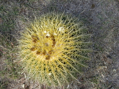 Kroenleinia grusonii