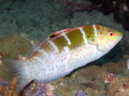 Coris batuensis (Bleeker, 1856)