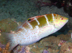 Batu Coris photo 1