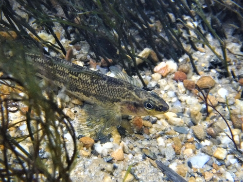 Goldline darter (Percina aurolineata) — Percidae — 4