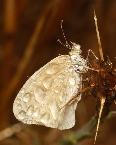 Common Ringlet, Sonoma County, CA, USA, photo 10 of 10