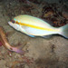 Yellowstripe Monocle Bream - Photo (c) Sylvain Le Bris, some rights reserved (CC BY-NC), uploaded by Sylvain Le Bris