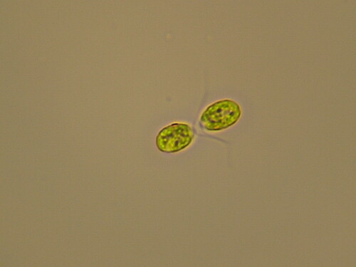 Chlamydomonas angulosa