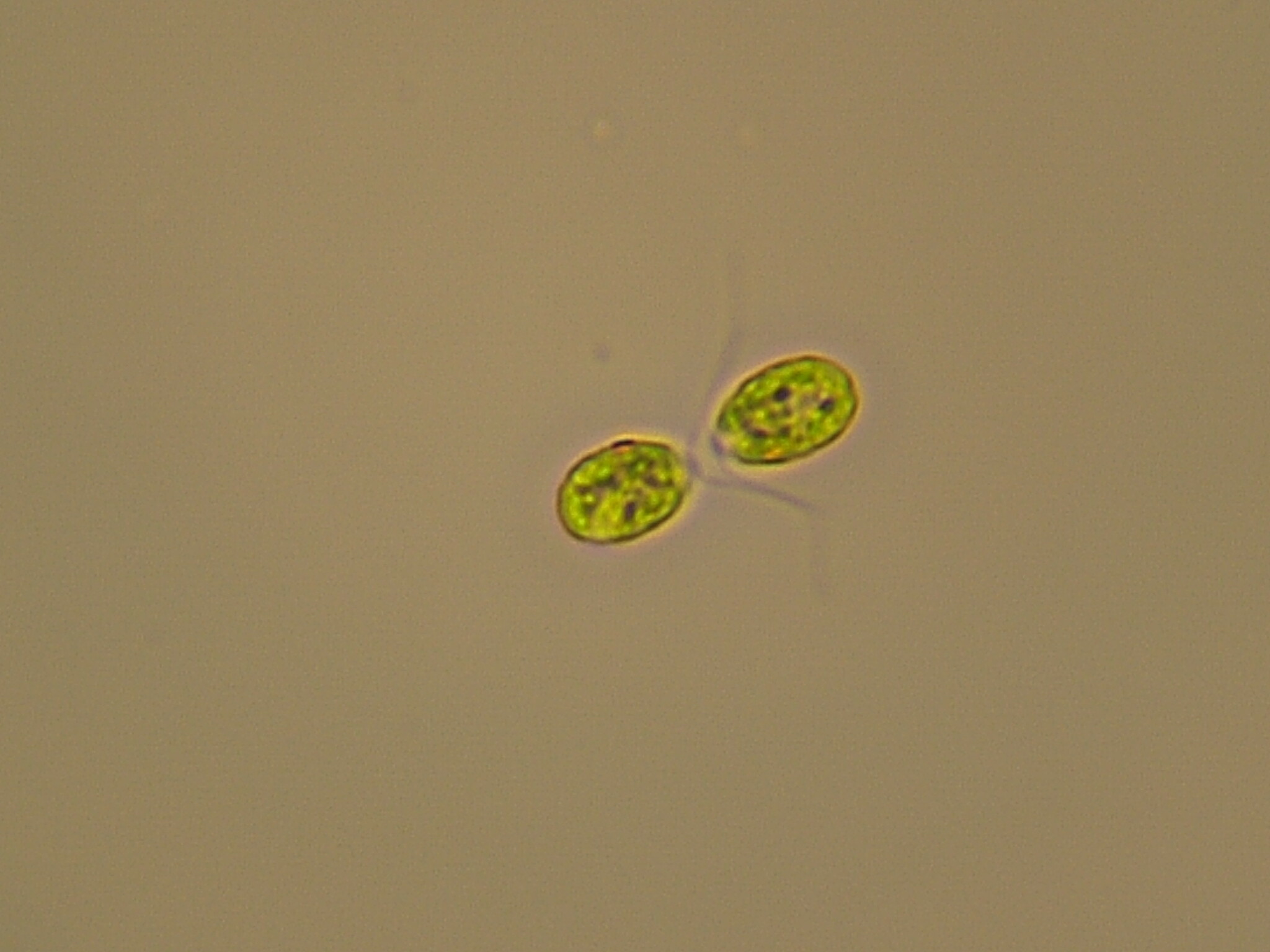 Chlamydomonas angulosa