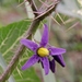 Solanum palinacanthum - Photo (c) Mauricio Mercadante,  זכויות יוצרים חלקיות (CC BY-NC-SA)