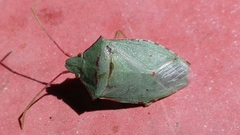 Chlorocoris rufopictus