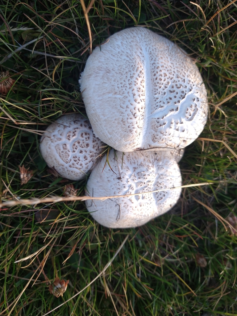 Calvatia cyathiformis · February 2023 · photo: © pablo_jusim (iNaturalist, cc-by)