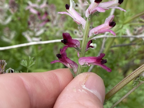 Fumaria agraria (Fumaria agraria)